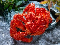 茹で上げ花咲ガニ