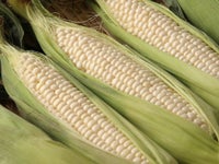 北海道南幌町産「ピュアホワイト」とうもろこし