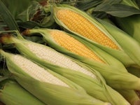 北海道南幌町産「ピュアホワイト」＆「あまいんです」とうもろこしセット