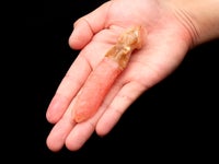 【追加用】本ずわいがにのツメ元