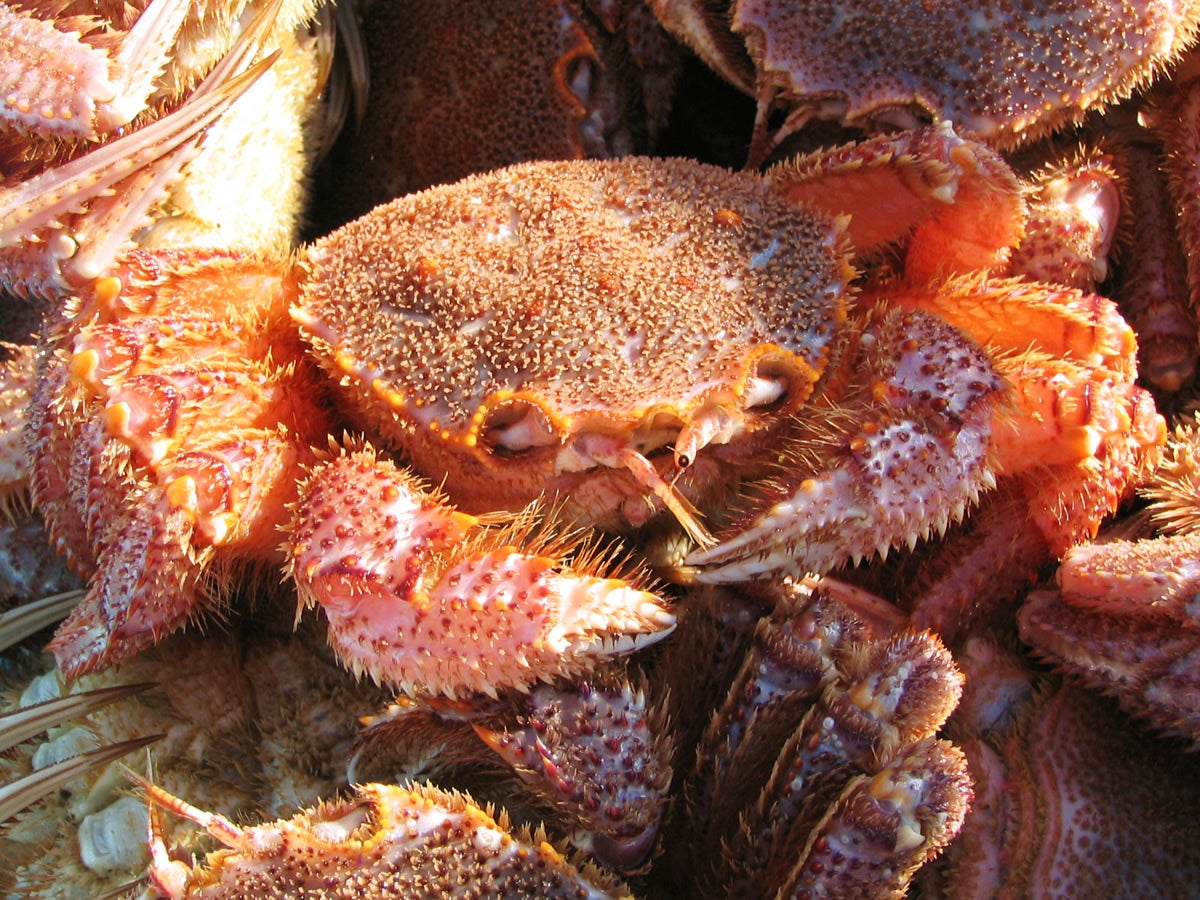 「蟹の匠」浜茹で毛がに2尾