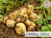 畑正志さんの幌加内産きたあかり