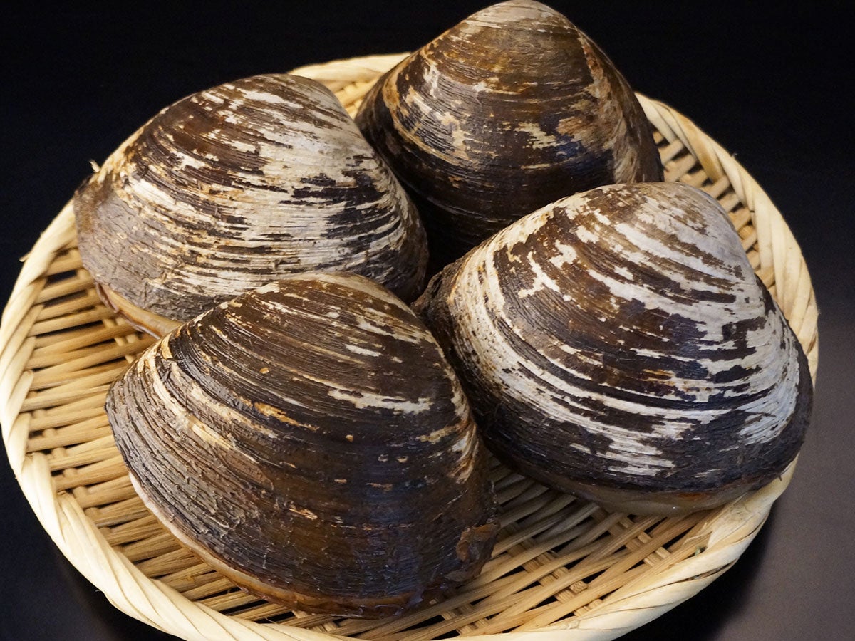 【送料込】北海道根室産「活」ホッキ2kg箱(超特大サイズ/4個前後/ナイフ付き)